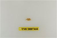 藏品(拉氏清溪蟹)的圖片